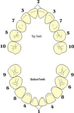 teeth start appearing