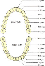 permanent teeth start appearing